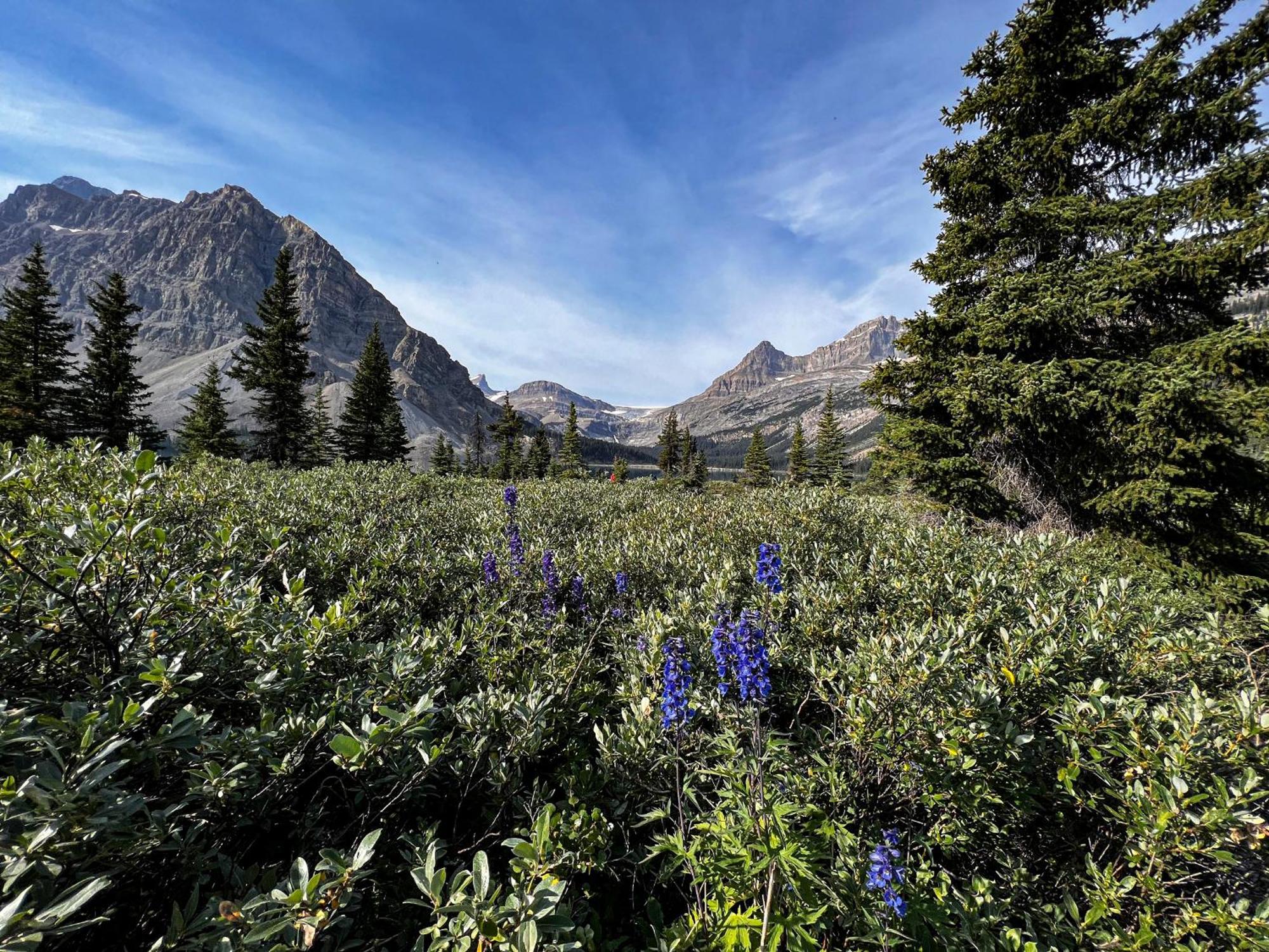 The Lodge At Bow Lake 레이크루이스 외부 사진